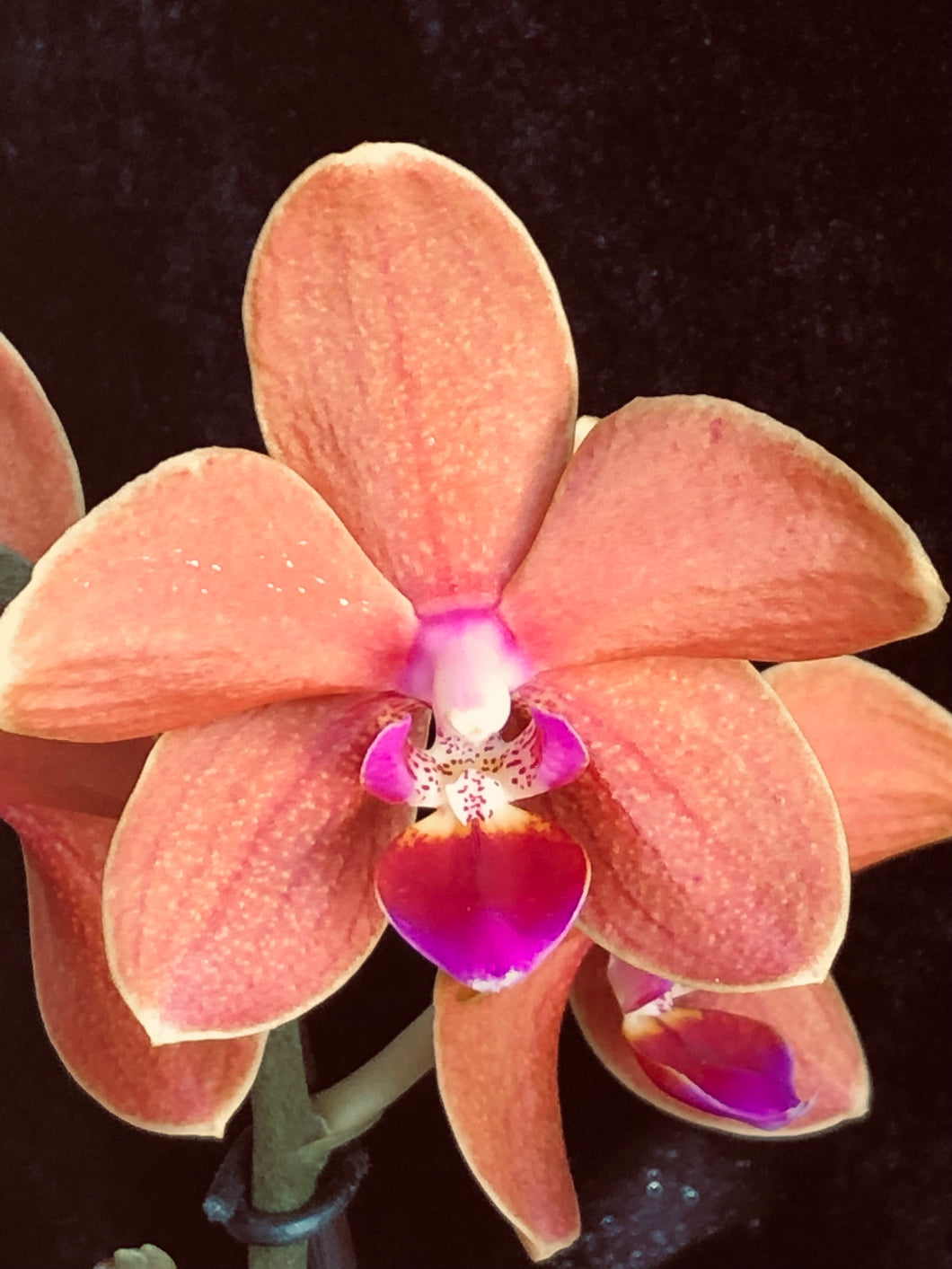 Phalaenopsis Multifl. 'Paprika' Exclusivo  {může lehounce vonět}