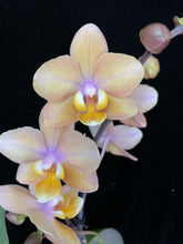 Načíst obrázek do prohlížeče Galerie, Phalaenopsis mtf. Scention Perfume

