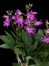 Lade das Bild in den Galerie-Viewer, Dendrobium Berry Oda RABATT!
