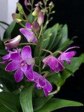 Lade das Bild in den Galerie-Viewer, Dendrobium Berry Oda RABATT!
