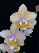 Načíst obrázek do prohlížeče Galerie, Phalaenopsis mtf. Scention Perfume
