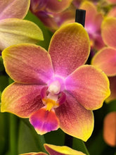 Načíst obrázek do prohlížeče Galerie, Phalaenopsis mtf. Tying Chin / Rising Sun Peloric
