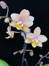 Načíst obrázek do prohlížeče Galerie, Phalaenopsis mtf. Scention Perfume
