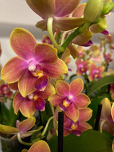Načíst obrázek do prohlížeče Galerie, Phalaenopsis mtf. Tying Chin / Rising Sun Peloric
