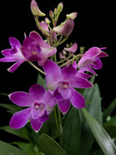 Lade das Bild in den Galerie-Viewer, Dendrobium Berry Oda RABATT!
