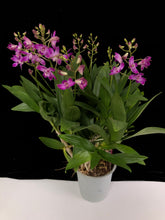 Lade das Bild in den Galerie-Viewer, Dendrobium Berry Oda RABATT!
