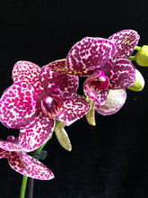 Lade das Bild in den Galerie-Viewer, Phalaenopsis Wildkatze (Herzstamm)
