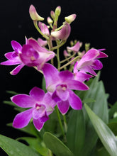 Lade das Bild in den Galerie-Viewer, Dendrobium Berry Oda RABATT!
