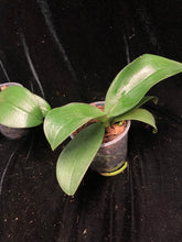 Načíst obrázek do prohlížeče Galerie, Phalaenopsis mini Mark
