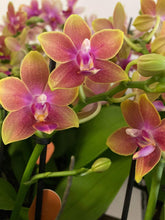 Načíst obrázek do prohlížeče Galerie, Phalaenopsis mtf. Tying Chin / Rising Sun Peloric
