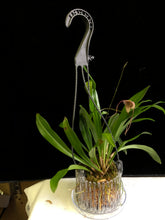Lade das Bild in den Galerie-Viewer, Dracula Psittacina - Affenorchidee
